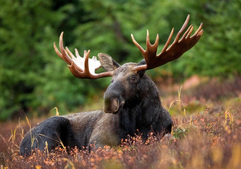 Moose-antlers
